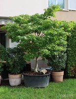 Japanischer Fächerahorn Acer palmatum `Osakazuki` Solitär 